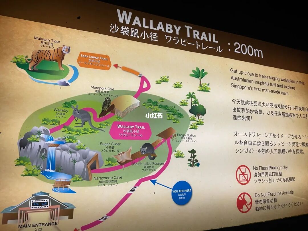 新加坡🇸🇬｜夜间动物园｜景点打卡
