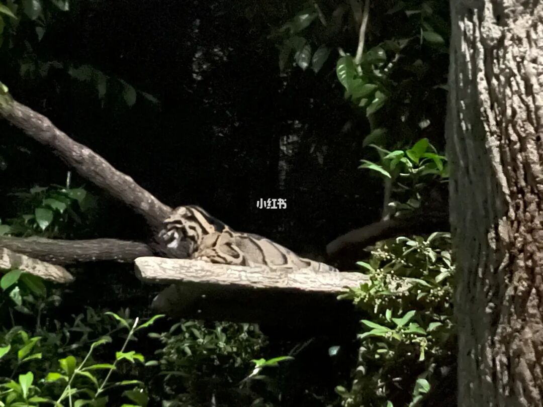 新加坡🇸🇬｜夜间动物园｜景点打卡