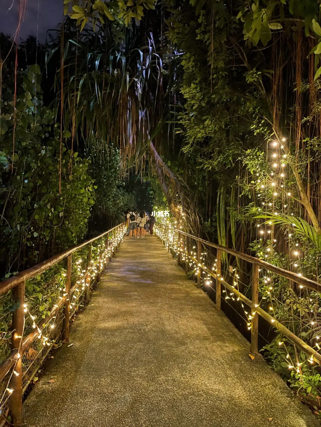 新加坡🇸🇬｜夜间动物园｜景点打卡